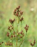 Hypericum maculatum