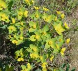 Euphorbia macrorhiza