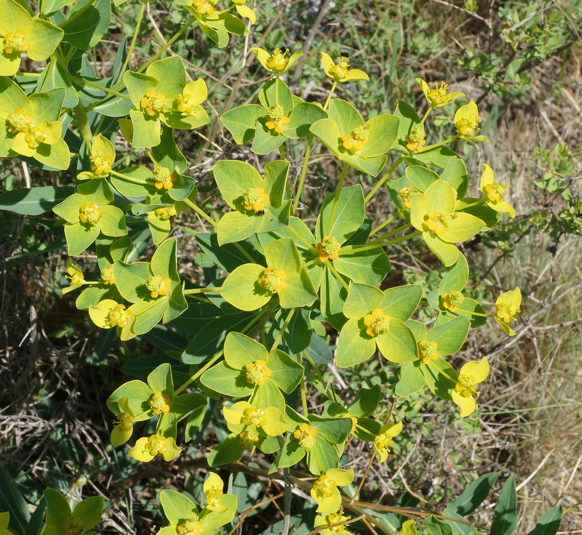 Image of Euphorbia macrorhiza specimen.