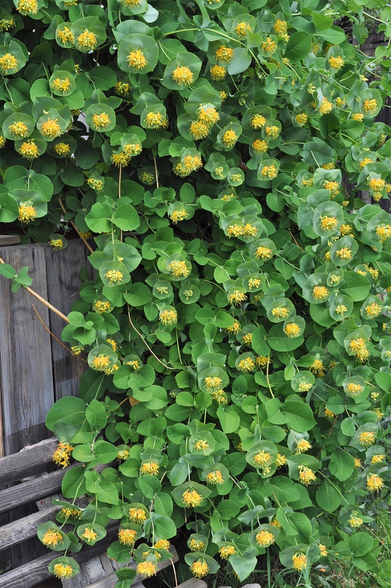 Image of Lonicera prolifera specimen.