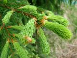 Picea abies. Верхушка ветви с молодыми побегами. Ленинградская обл., Волховский р-н, лес на берегу р. Волхов на въезде в Новую Ладогу. 19.05.2014.