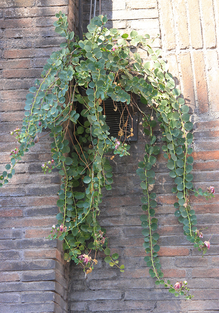 Image of Capparis orientalis specimen.