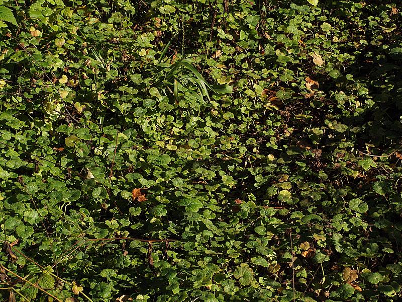 Image of Glechoma hederacea specimen.