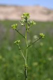 Sisymbrium altissimum