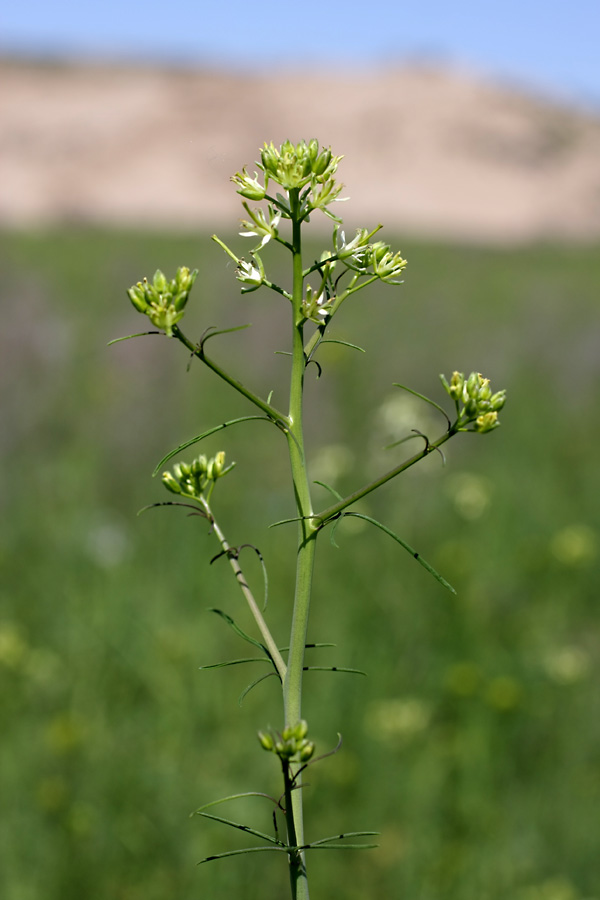 Изображение особи Sisymbrium altissimum.