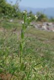 Buglossoides rochelii. Цветущее растение. Крым, Бахчисарайский р-н, гора Тепе-Кермен. 18.04.2016.