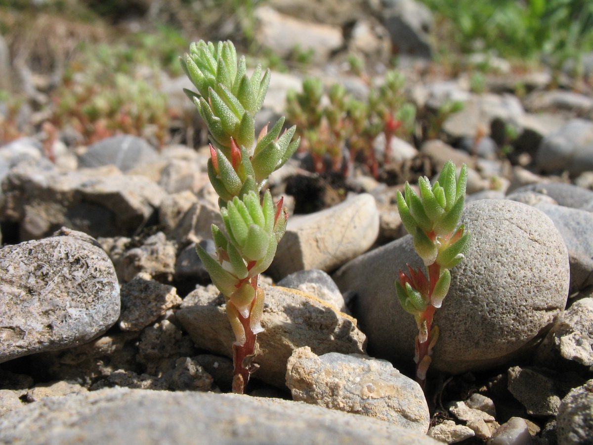 Изображение особи Macrosepalum tetramerum.