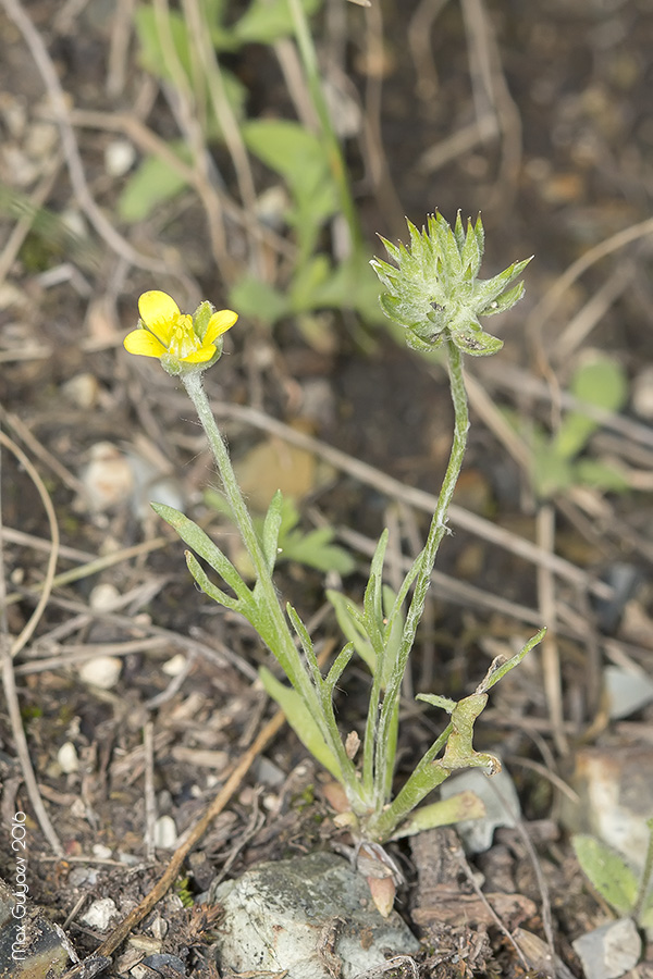 Изображение особи Ceratocephala orthoceras.