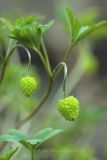 Anemone caucasica