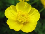 Ranunculus repens. Цветок. Нидерланды, провинция Гронинген, влажный пойменный луг. 21 мая 2006 г.