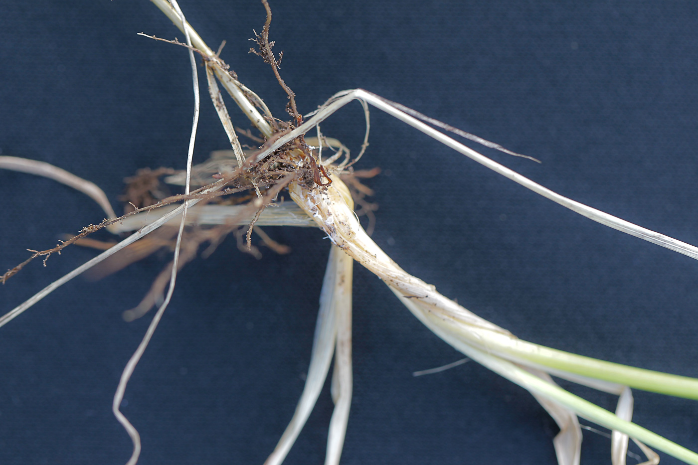 Image of Poa angustifolia specimen.