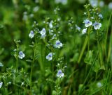 Veronica serpyllifolia