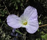 Linum lanuginosum