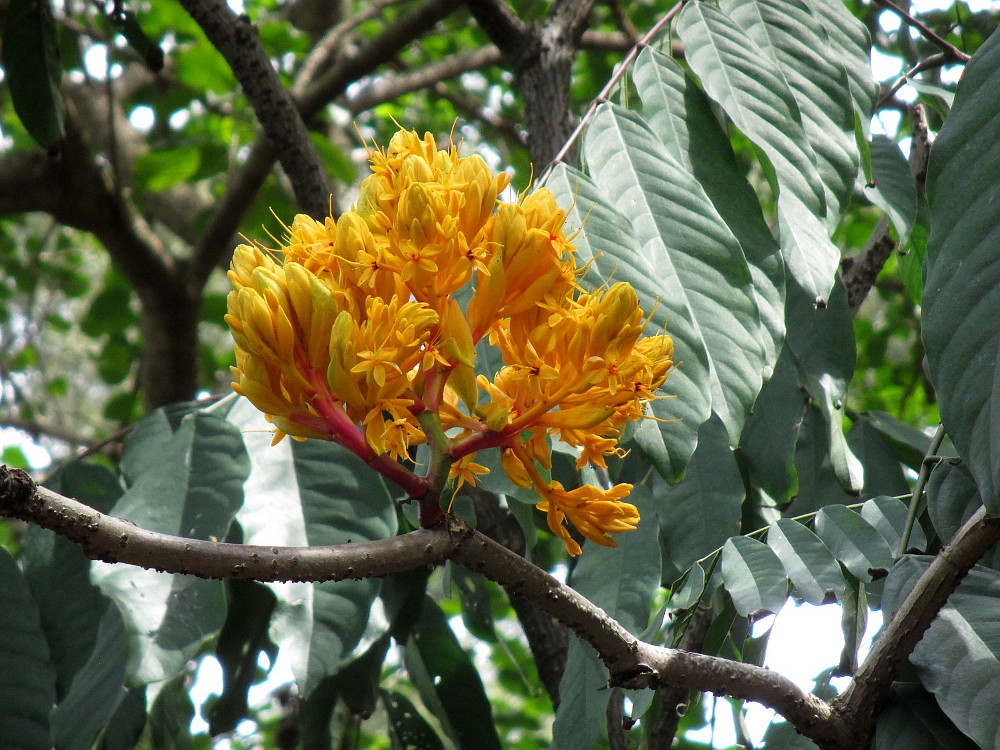 Image of Saraca thaipingensis specimen.