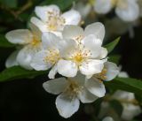 Philadelphus pubescens. Цветки. Московская обл., Раменский р-н, окр. дер. Хрипань, садовый участок. 11.06.2016.