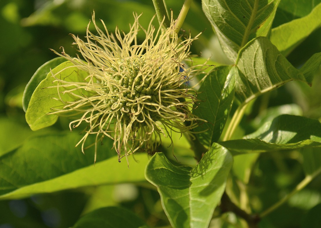 Image of Maclura pomifera specimen.