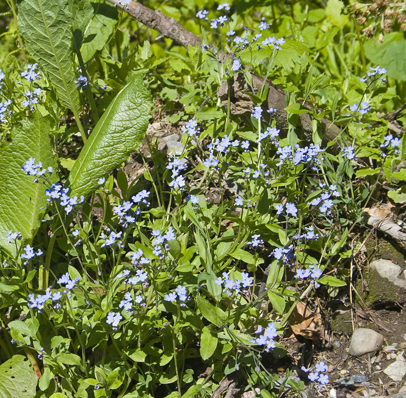 Image of Myosotis amoena specimen.