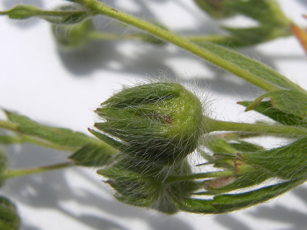 Image of Potentilla obscura specimen.