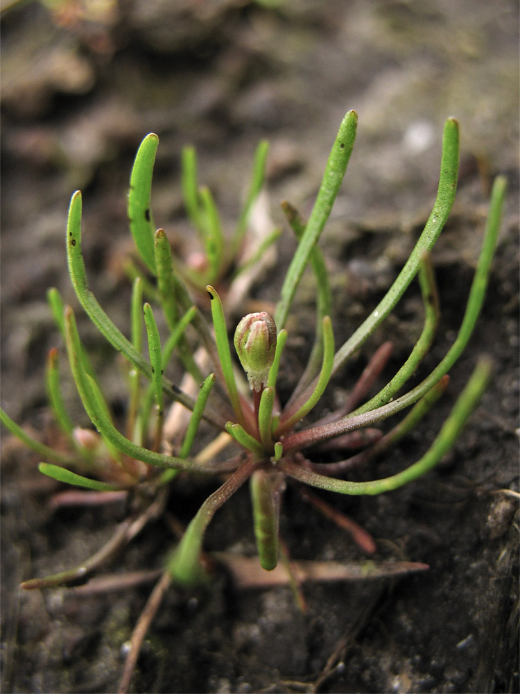 Image of Myosurus minimus specimen.