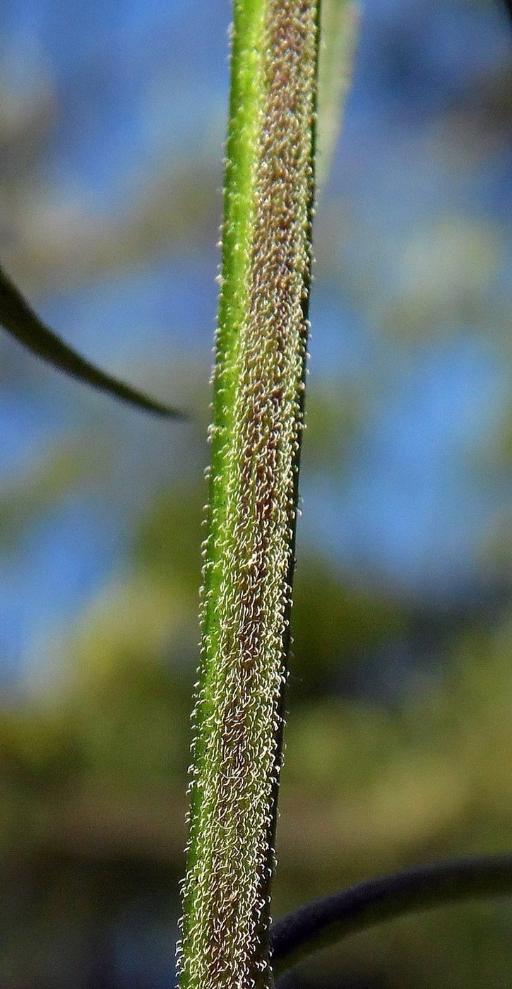 Image of Melampyrum argyrocomum specimen.