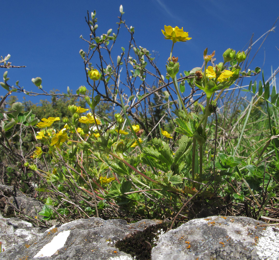 Изображение особи Potentilla ruprechtii.