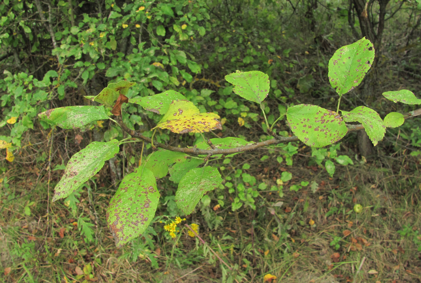 Image of Malus orientalis specimen.