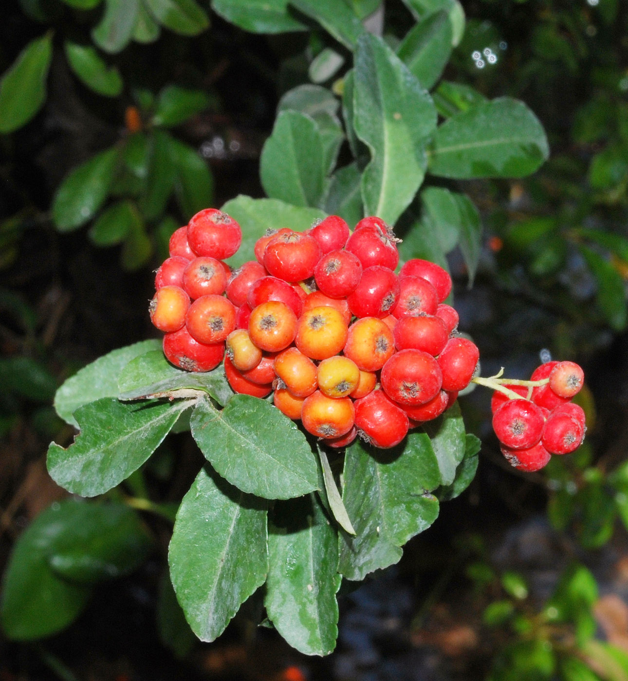 Image of Pyracantha coccinea specimen.