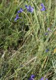 Delphinium grandiflorum