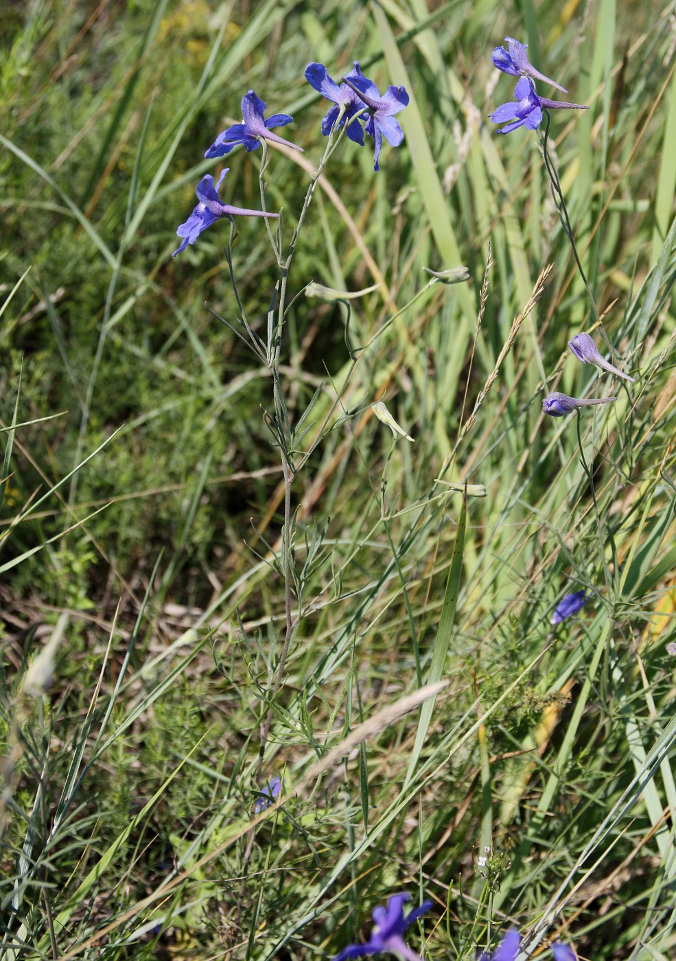 Image of Delphinium grandiflorum specimen.