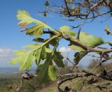 genus Crataegus. Листья. Краснодарский край, Крымский р-н, окр. хут. Гапоновского, гора Сагачёва (523), злаково-разнотравный луг на вершине с кустарниками и одиночными деревьями, ≈ 520 м н.у.м. 01.10.2016.