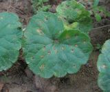 Glechoma hederacea