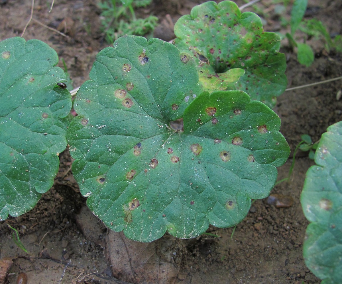 Изображение особи Glechoma hederacea.