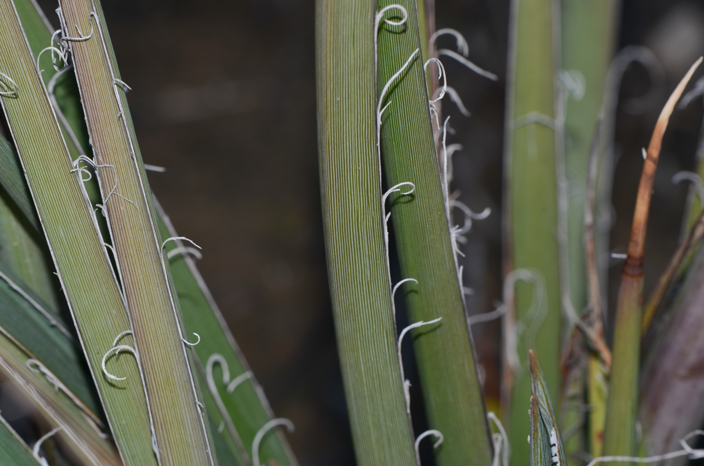 Изображение особи Hesperaloe parviflora.