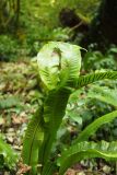 Phyllitis scolopendrium. Раздвоенная верхушка вайи. Краснодарский край, Сочи, окр. Хосты, Тисо-Самшитовая роща. 24.09.2016.