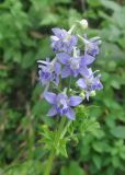 Delphinium anthriscifolium. Соцветие. Южный Китай, провинция Гуйлинь, в 15 км к востоку от городка Яншо (Yangshuo, 阳朔), деревня Лиогонг, берег реки Ли (Линцзян). 5 апреля 2015 г.