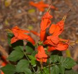 Tecomaria capensis