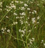 Lepidium latifolium