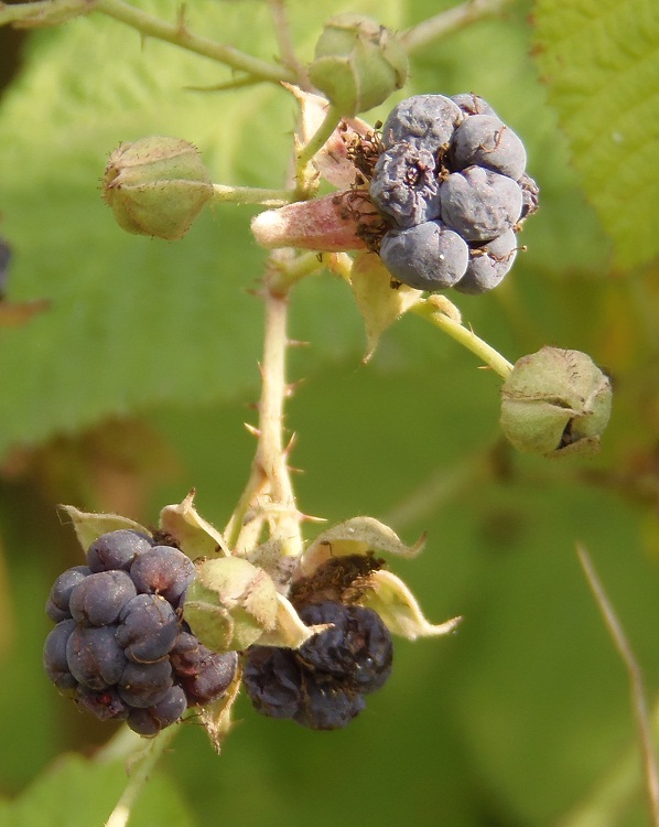 Изображение особи Rubus caesius.