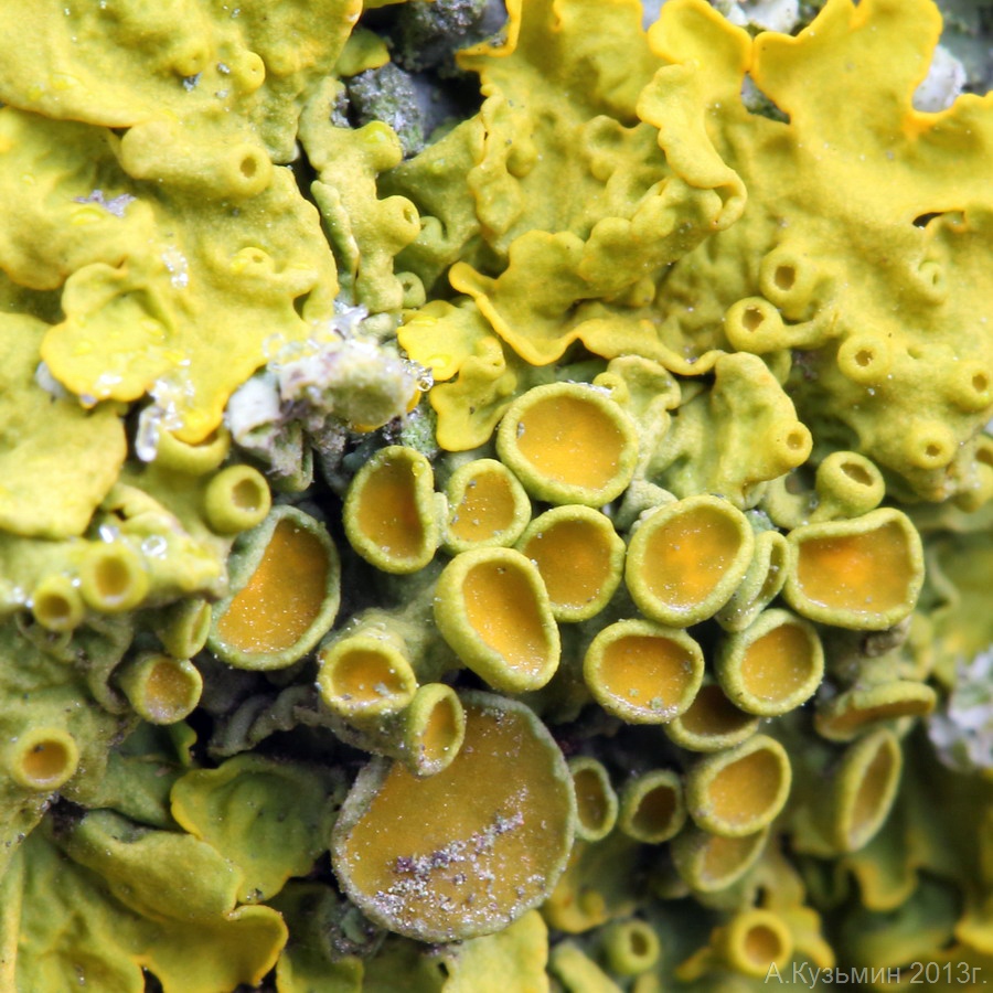 Image of Xanthoria parietina specimen.