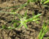 Juncus bufonius. Верхушка цветущего растения. Коми, Сыктывдинский р-н, окр. пос. Еляты, искуственный водоём, песчаный берег. 24.07.2015.