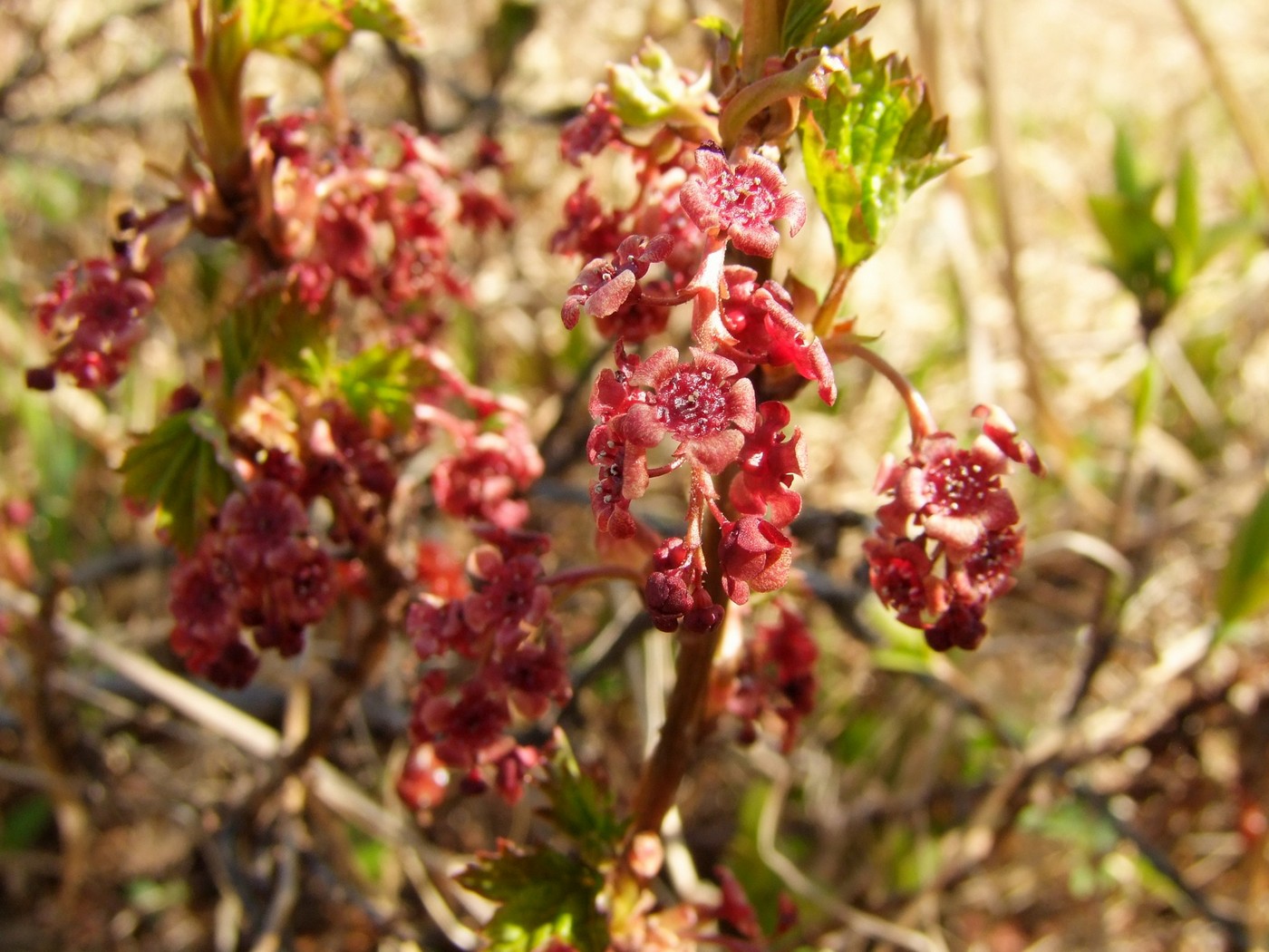 Image of Ribes triste specimen.