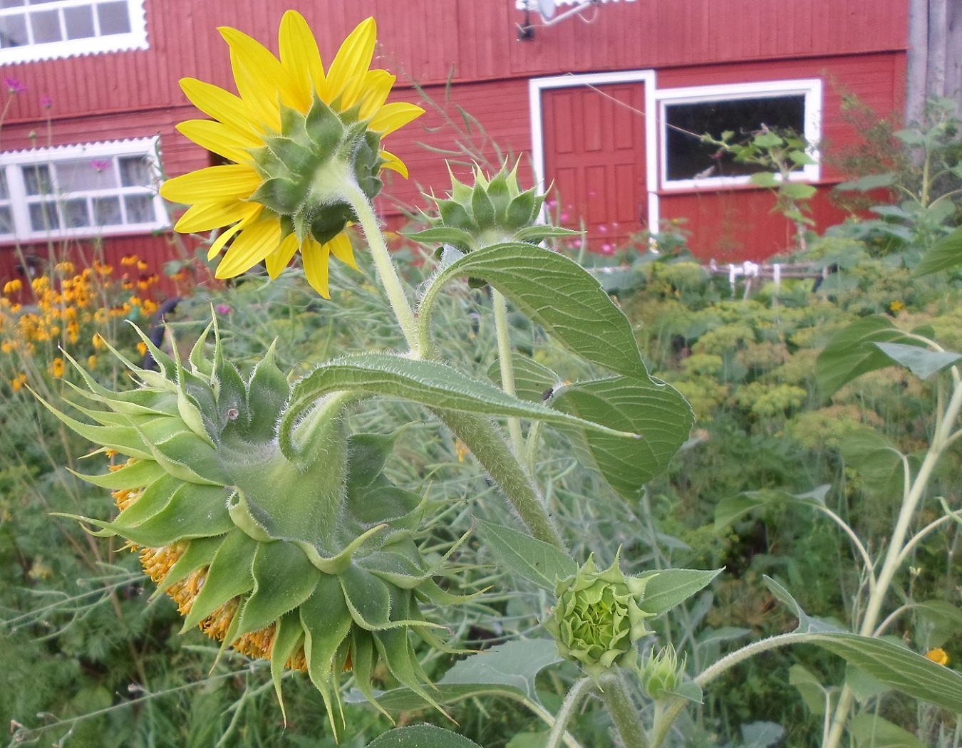 Image of Helianthus annuus specimen.