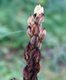 Veratrum oxysepalum