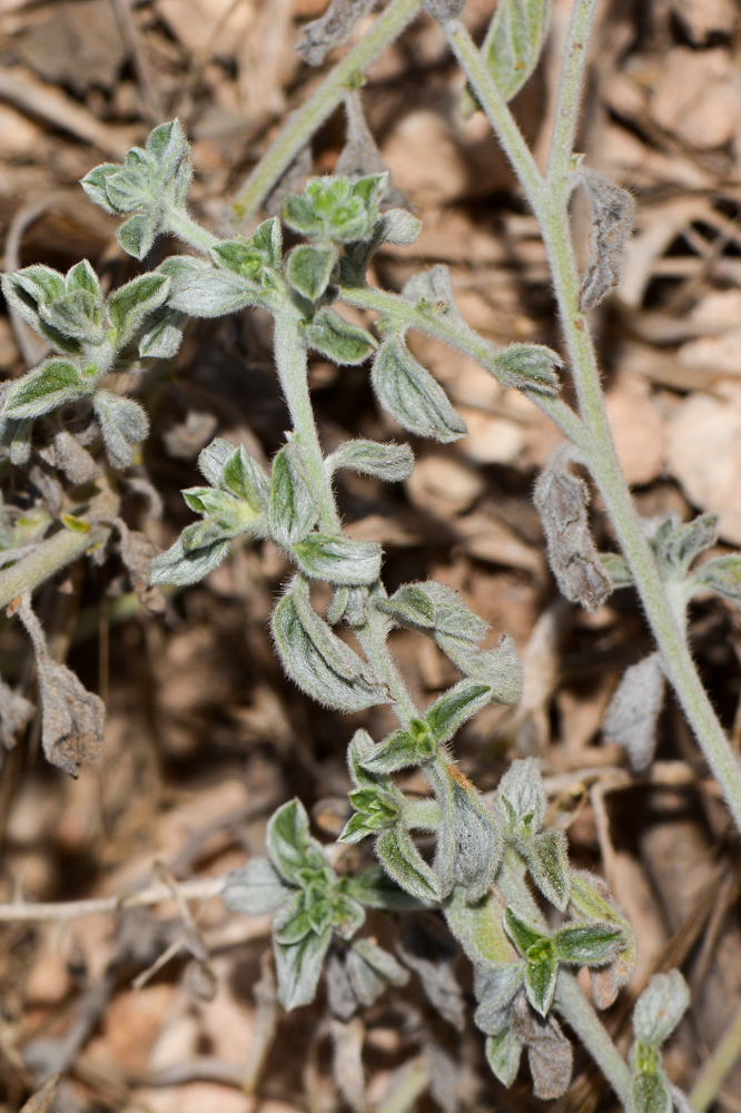 Image of Heliotropium rotundifolium specimen.