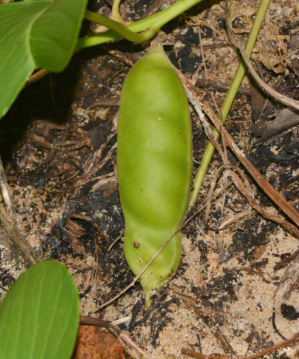 Image of Canavalia maritima specimen.