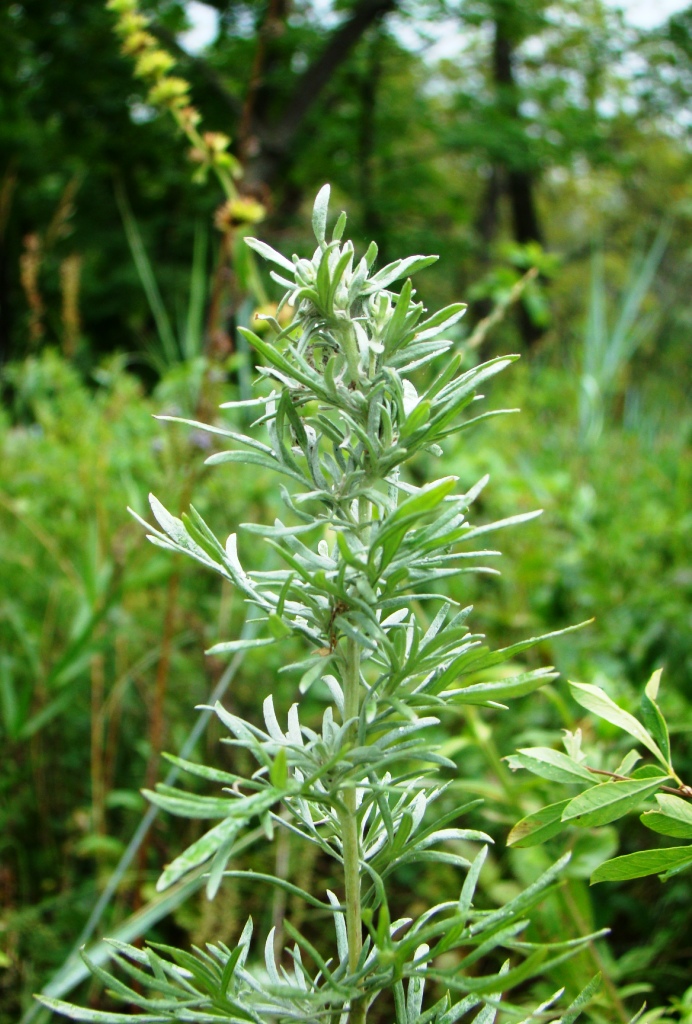 Изображение особи Artemisia sericea.