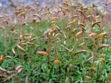 Atrichum undulatum