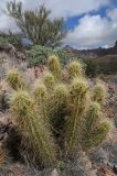 Echinocereus nicholii