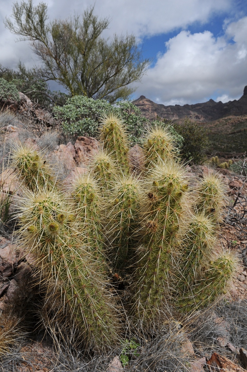 Изображение особи Echinocereus nicholii.