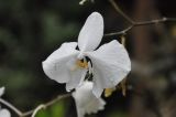 Phalaenopsis amabilis. Цветок в каплях дождя. Малайзия, о. Борнео, пров. Сабах, джунгли на берегу р. Кинабатанган. 19 февраля 2013 г.